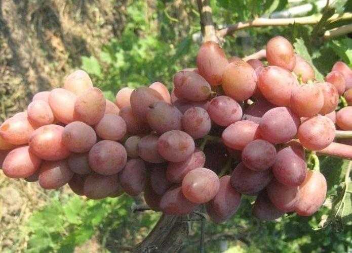 Виноград тимур