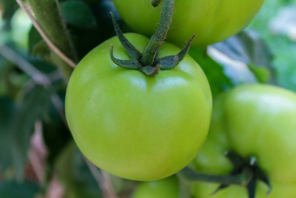 Как правильно и чем опрыскивать яблони от вредителей летом