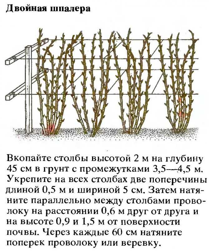 Малина ремонтантная брянское диво: описание сорта, особенности и выращивание, сроки созревания и характеристики