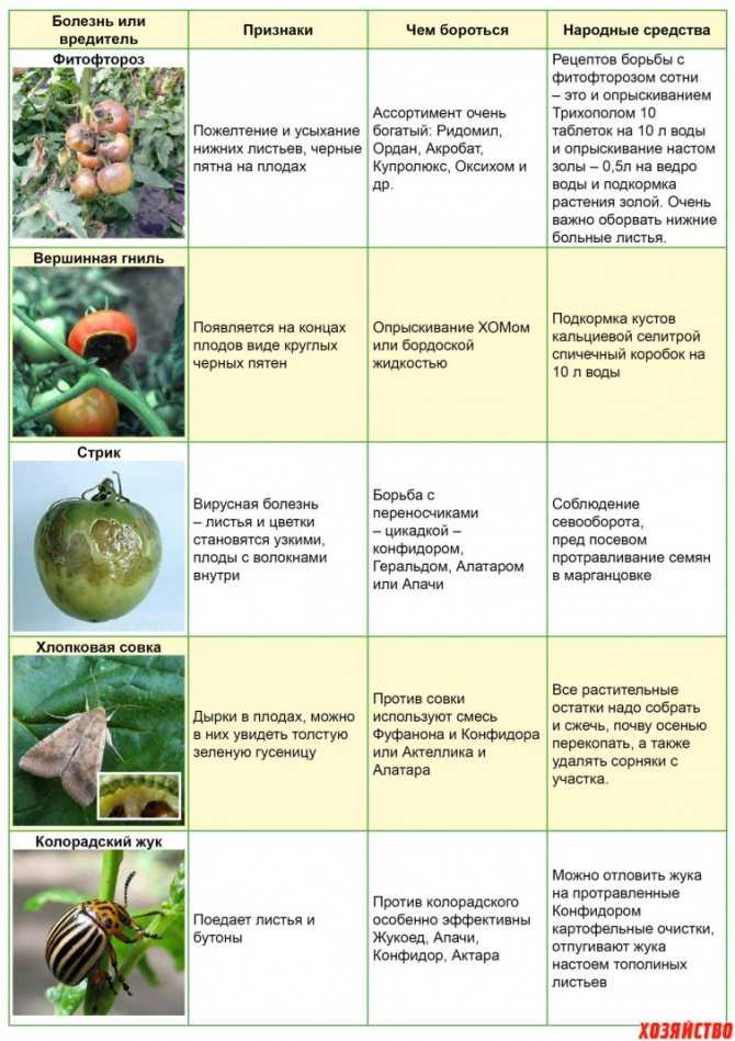 Томат рома: описание и характеристики, особенности посадки и выращивания, болезни и вредители, достоинства и недостатки