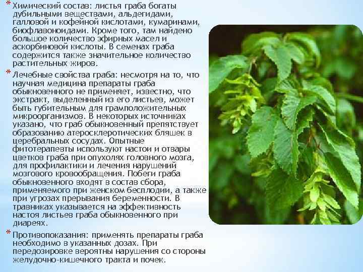 Дерево вяз: разновидности, внешний вид листьев, выращивание вяза и применение