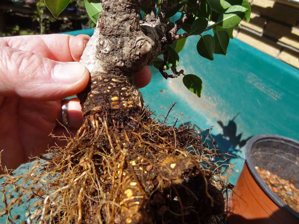 Бонсай из фикуса (43 фото): как сделать дерево из микрокарпа? уход в домашних условиях. что делать, если растение сбрасывает листья?