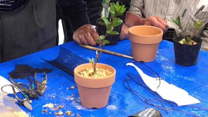 Как в домашних условиях выращивать бонсай из семян: как посадить и вырастить дерево, какие семечки можно проращивать и сажать, правила посадки и пошаговый уход