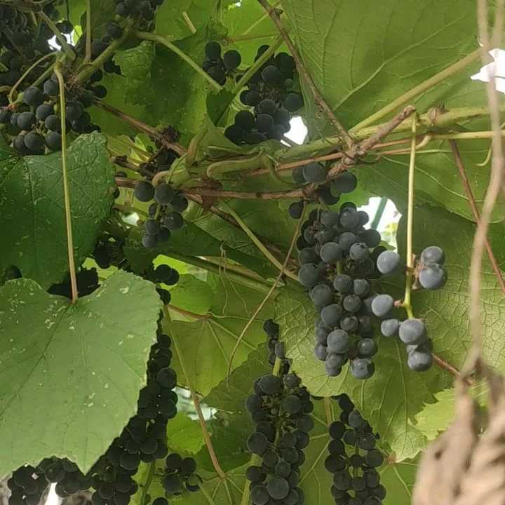 Виноград виктор
