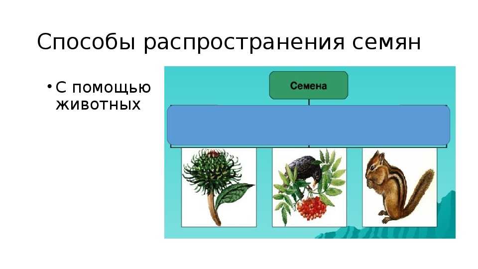 Описание дуба. крона дуба. корневая система дуба :: syl.ru
