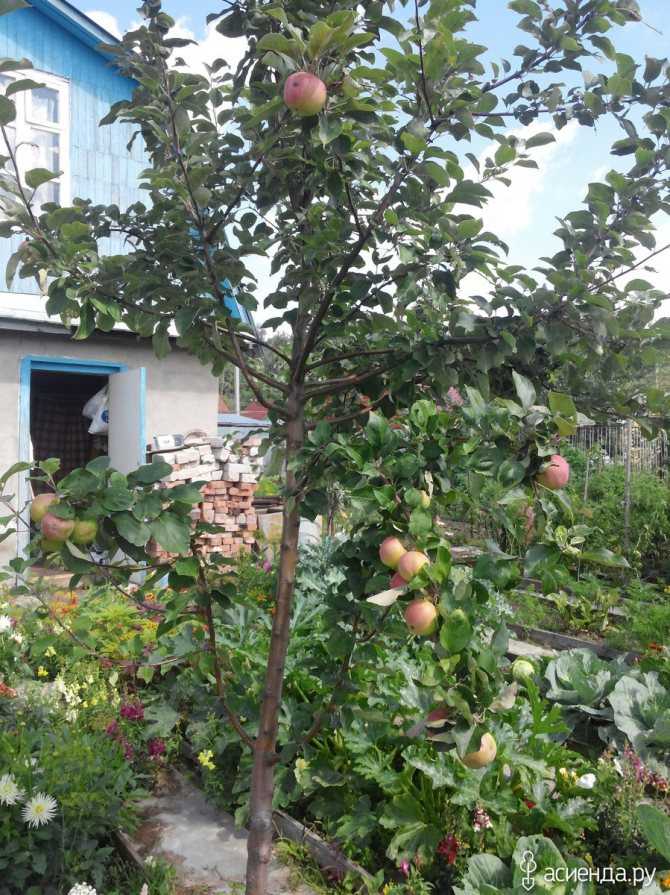 Позднезимний сорт яблони ренет черненко — фото, особенности, рекомендации по уходу