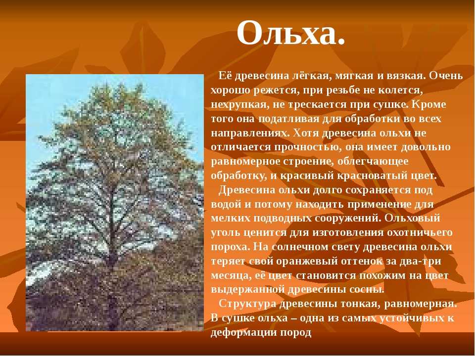 Ольха: фото дерева и листьев, описание, где растет - sadovnikam.ru