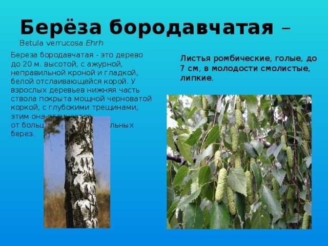 Красавица береза: особенности выращивания популярного дерева