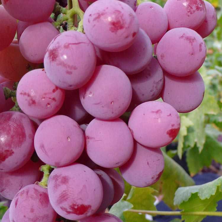 Устойчивый к заболеваниям столовый сорт винограда «восторг белый»