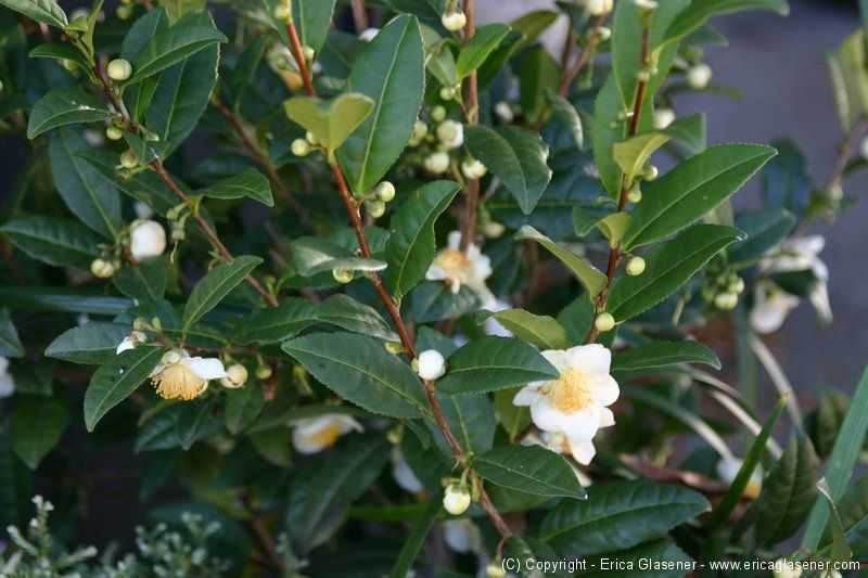 Тонкости посадки и выращивания камелии китайской (camellia sinensis)