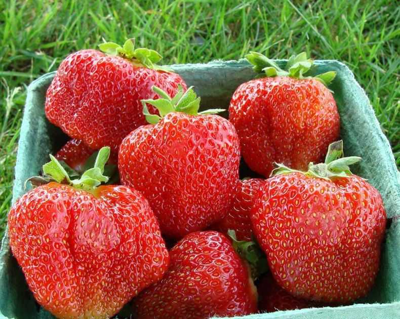 Земляника сашенька: описание и характеристики мелкой ягоды, правила выращивания и фото