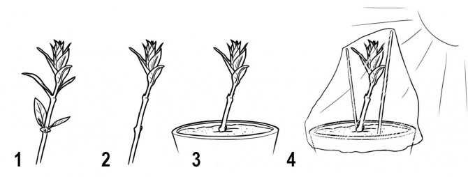 Фикус каучуконосный – размножение в домашних условиях черенками, листом, как укоренить отросток