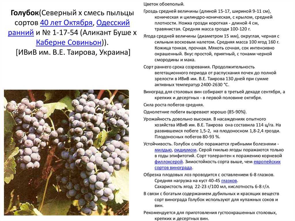 Виноград тимур: описание и характеристики сорта, особенности ухода и фото