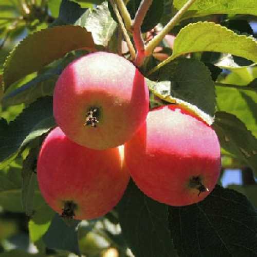 Описание сорта яблони алтайское румяное: фото яблок, важные характеристики, урожайность с дерева