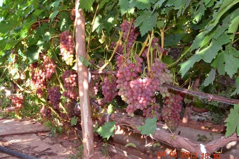 Виноград кишмиш: описание сорта с характеристикой и отзывами, особенности посадки и выращивания, фото и видео по теме