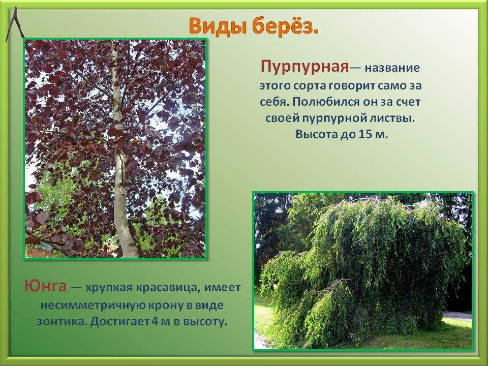 Как выглядит черная береза Где растет это дерево Чем дальневосточная береза отличается от американской В каких условиях выращивать ее в России Как размножается черная береза