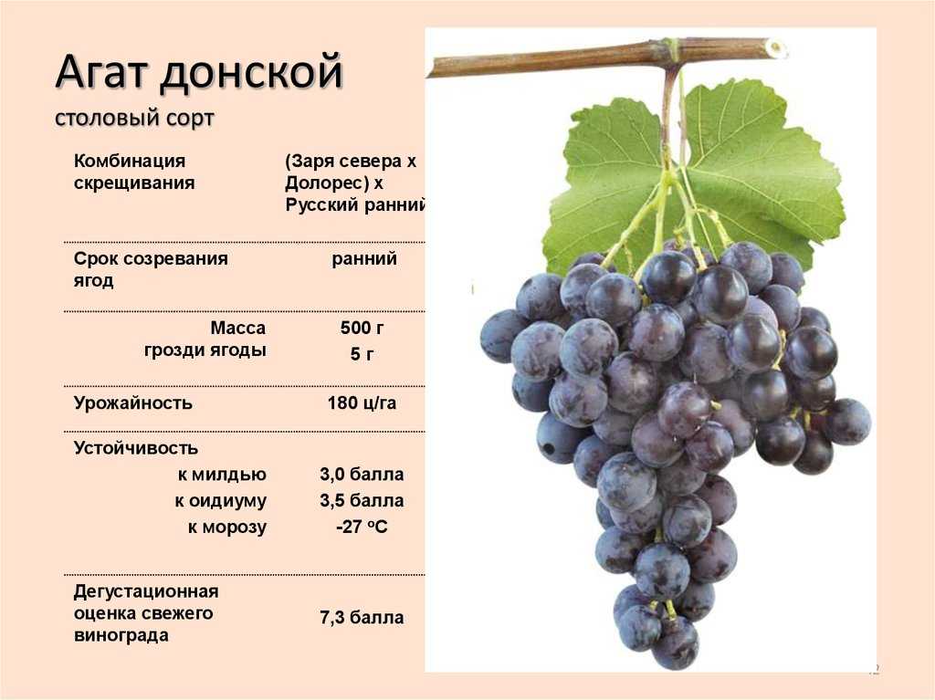 Характеристика сорта винограда «подарок запорожью»: описание, фото и отзывы о нем