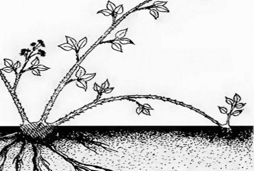 Ежевика блэк даймонд: описание сорта и характеристики, особенности и выращивание, обрезка и сроки созревания, размножение