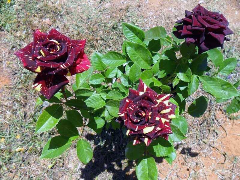 Томат дикая роза: описание и характеристика сорта, особенности выращивания и посадки, отзывы, фото