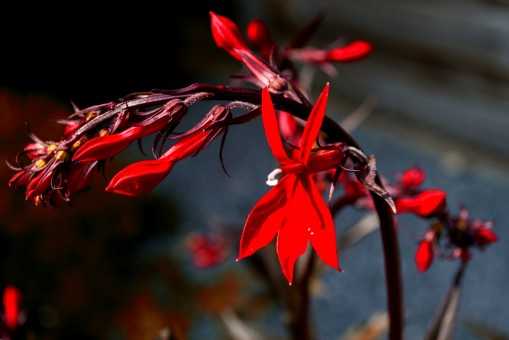 Кустарники с красными листьями