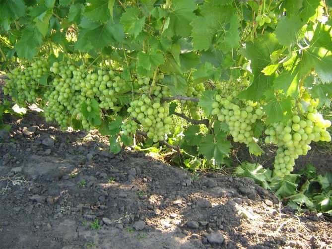 Описание сорта винограда аркадия – морозостойкость, урожайность, отзывы