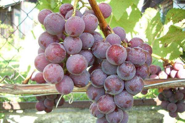 Виноград сорта кодрянка — основные правила посадки и ухода