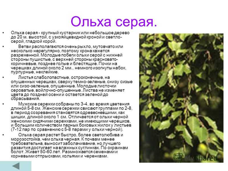 Ольха: фото дерева, описание, посадка и уход в открытом грунте