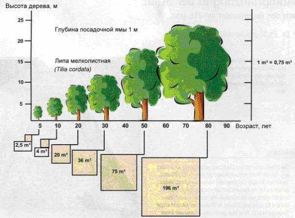 Деревья долгожители: название, список, возраст, фото. какое дерево живет дольше всех на земле, в россии?