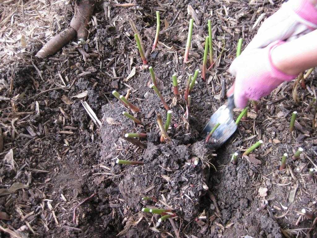 Размножение пионов (21 фото): как вырастить их из семян и рассадить весной? как размножаются делением куста?