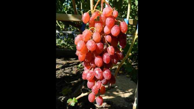 ✅ виноград румба описание сорта фото отзывы видео. виноград румба: особенности сорта и условия для выращивания - живой-сад.рф