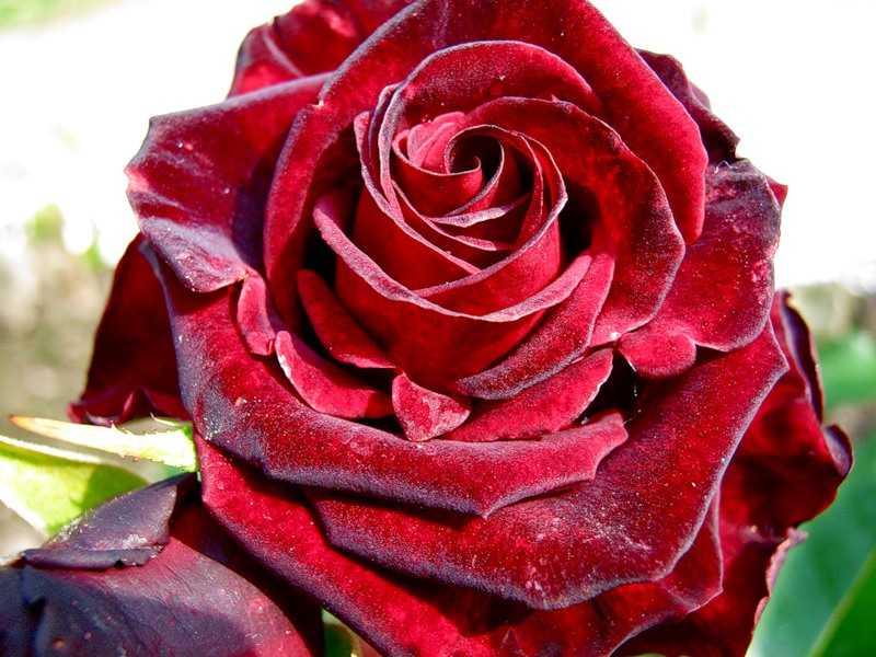 Кремовые розы (26 фото): описание кустовых растений, выращивание пионовидных роз темно-кремового цвета