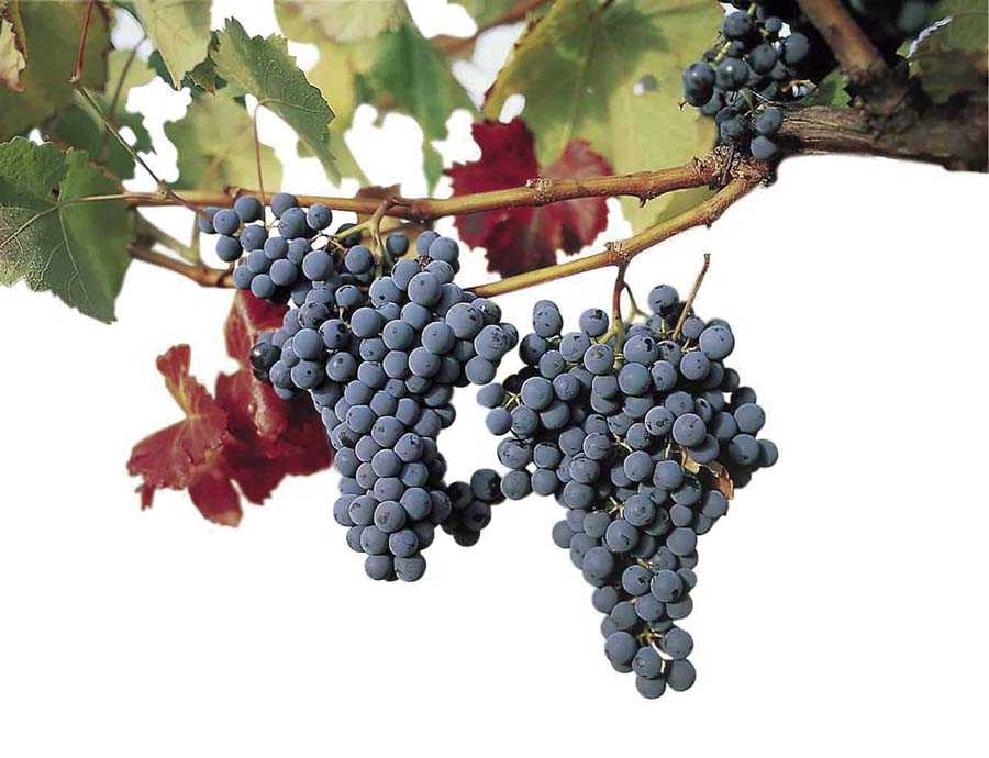 Темпранильо (tempranillo) сорт винограда. описание вин, характеристики, отзывы, оценки