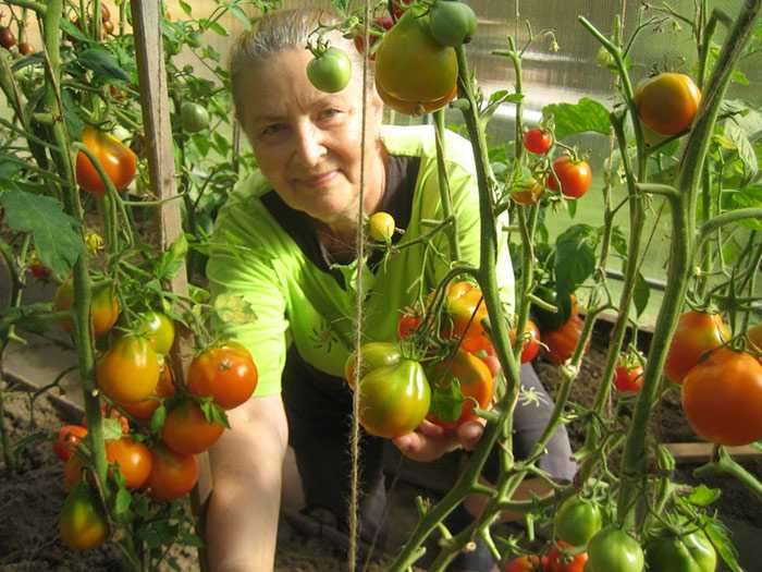 Характеристика и особенности выращивание сорта томатов «хлебосольный»