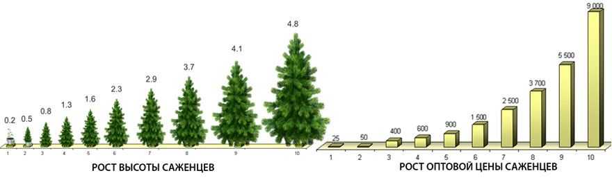 Сколько лет живут деревья (таблица)