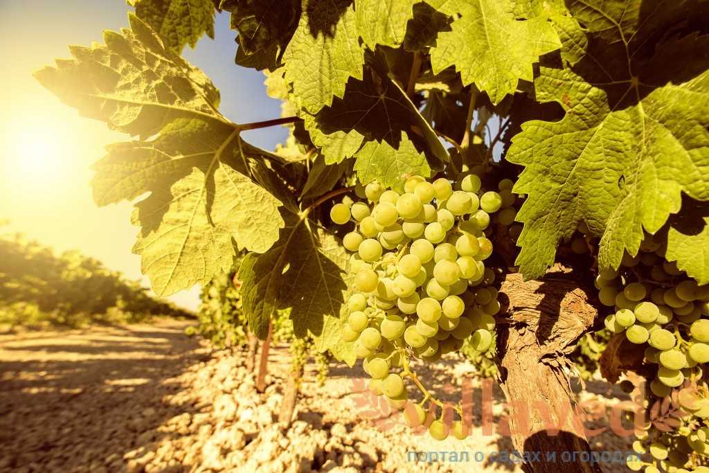 Популярный винный сорт винограда «цитронный магарача»