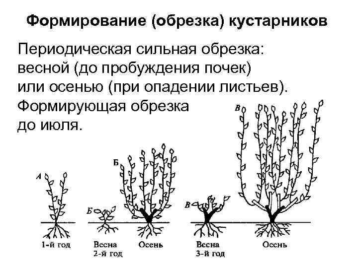 Обрезка плодовых деревьев: когда и как правильно обрезать деревья весной своими руками на даче и в саду | houzz россия