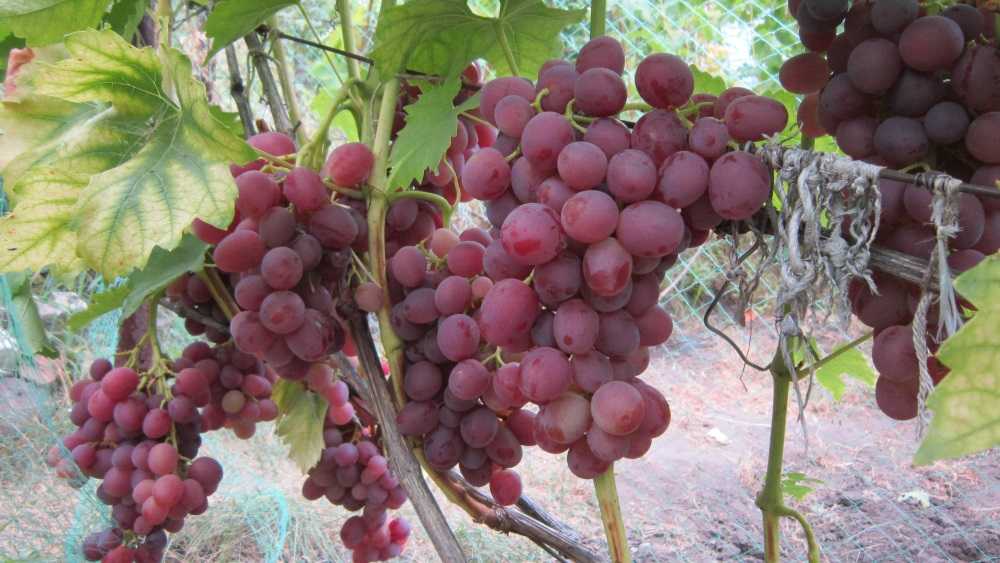 Виноград ливия: описание сортов, фото, отзывы