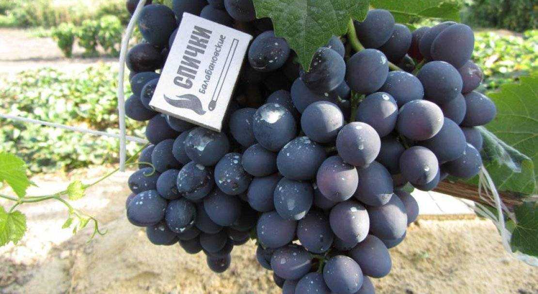Характеристики винограда с ранним сроком созревания «красный восторг»