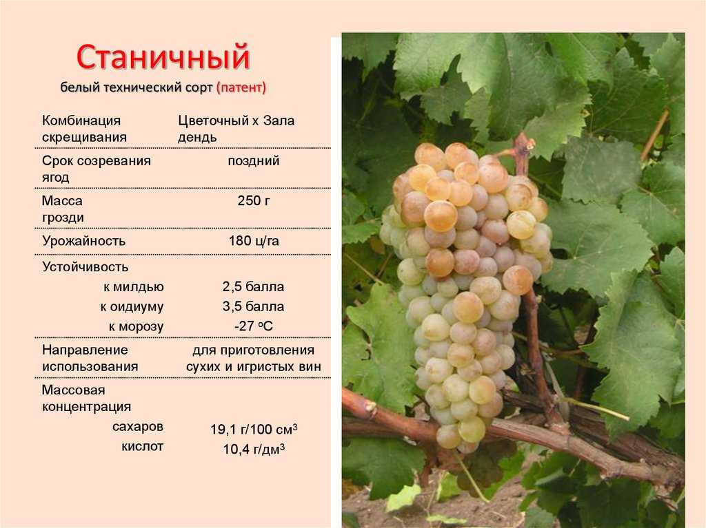 Виноград подарок магарача: описание и характеристики сорта, особенности ухода и фото