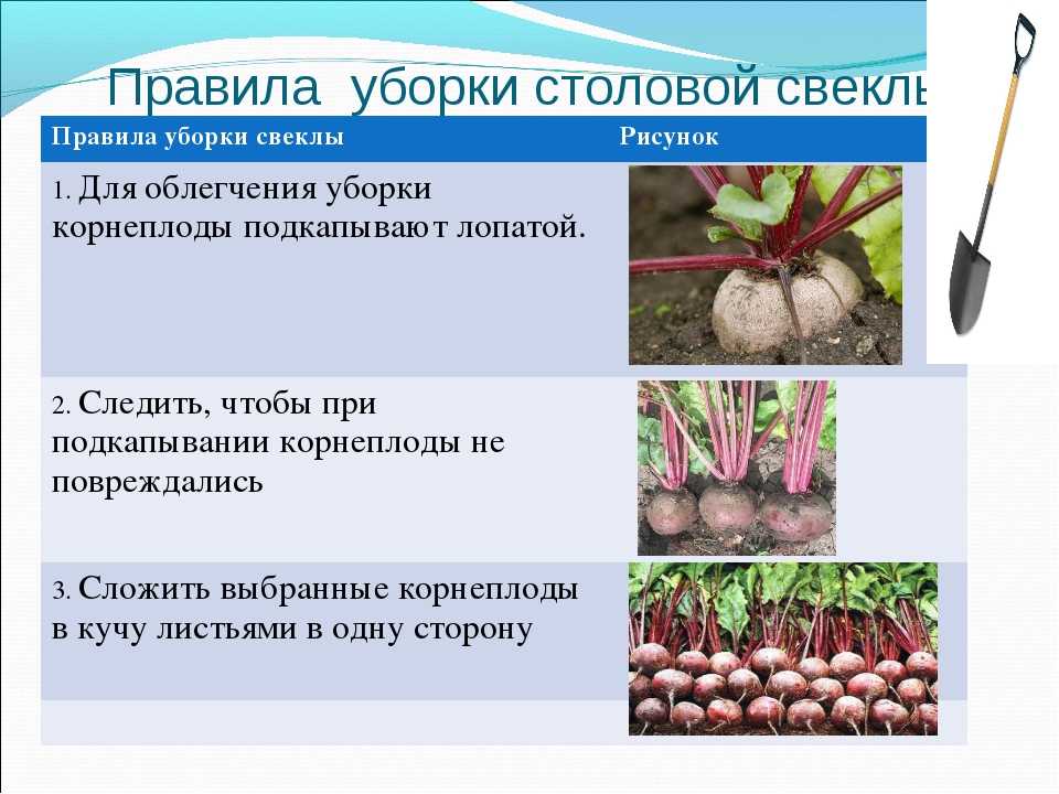 Садовая ежевика (23 фото): правила посадки и ухода. размножение и обрезка. правильное выращивание в открытом грунте на урале и в других регионах