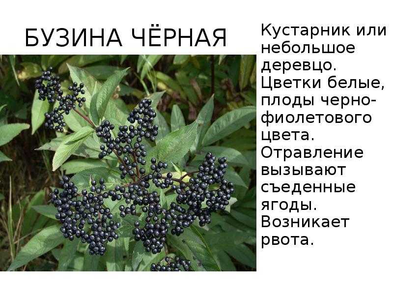 Бузины — сорта и виды красной ядовитой и черной садовой бузины, описание и фото