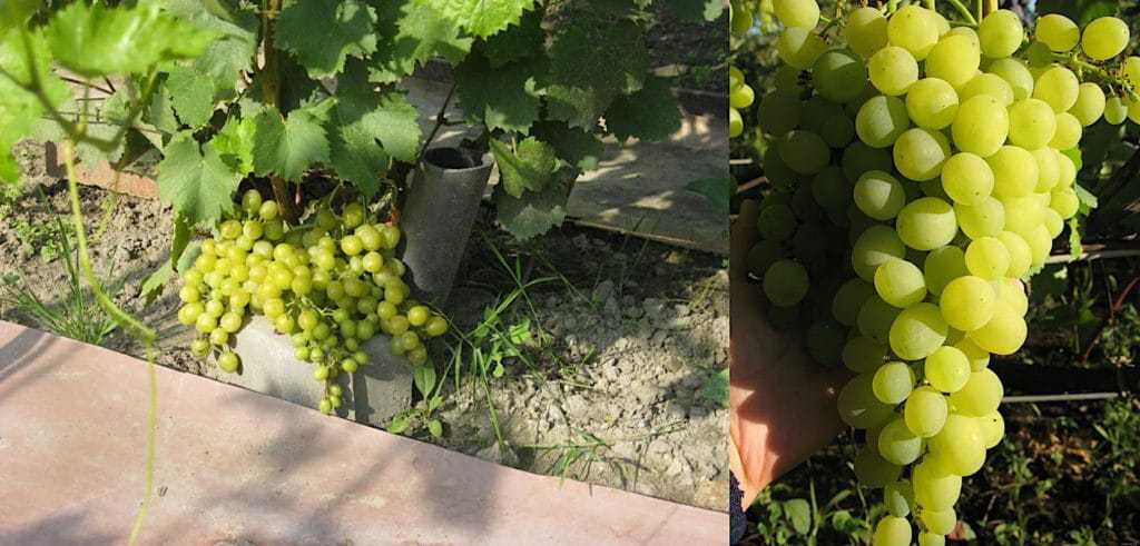 Виноград алёшенькин: описание сорта, особенности выращивания и ухода