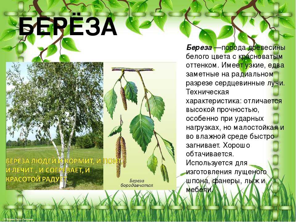 Береза пушистая, или белая — betula pubescens/betula alba. | russianpermaculture.ru