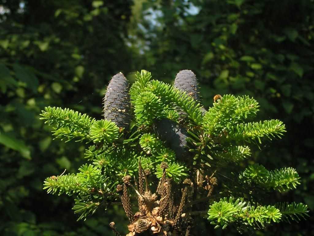 Пихта корейская «Бриллиант» является ценным декоративным растением. Описание сорта позволит ознакомиться с отличительными чертами карликового вечнозелёного дерева, узнать, каковы правила посадки, советы по уходу, способы размножения.