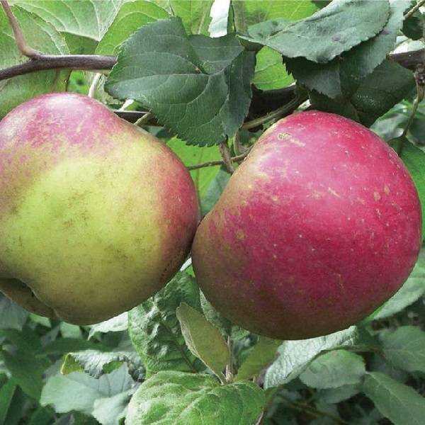 Яблоня краса свердловска: отзывы, топ секреты выращивания, фото