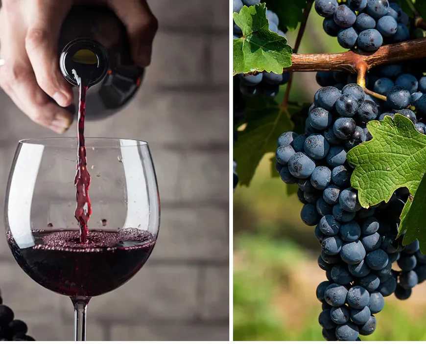 Виноград каберне совиньон: описание сорта, особенности выращивания саженцев и использование