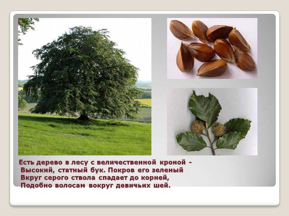 Бук дерево. описание. где растет в россии. как выглядит