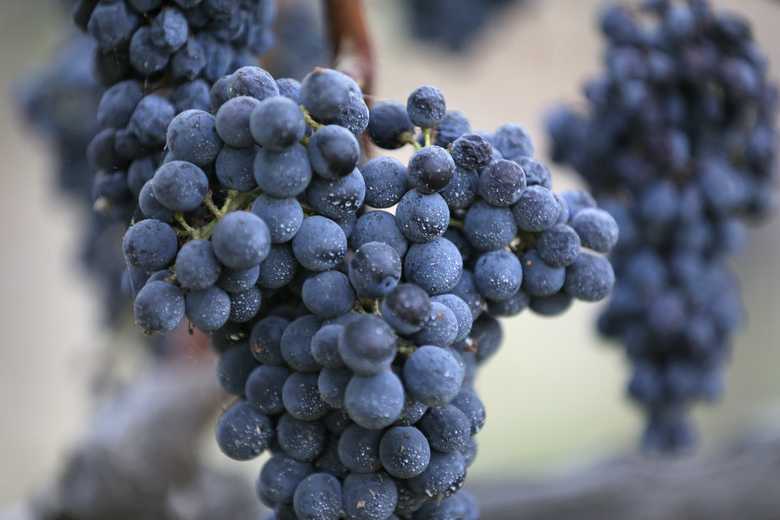 Виноград "каберне совиньон": характеристика и агротехника выращивания