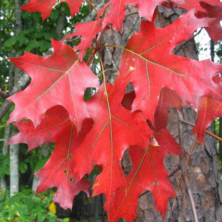 Канадский клен (39 фото): описание листьев дерева и семян. как выглядит клен сахарный лациниатум виери, серебристый и другие виды? корневая система