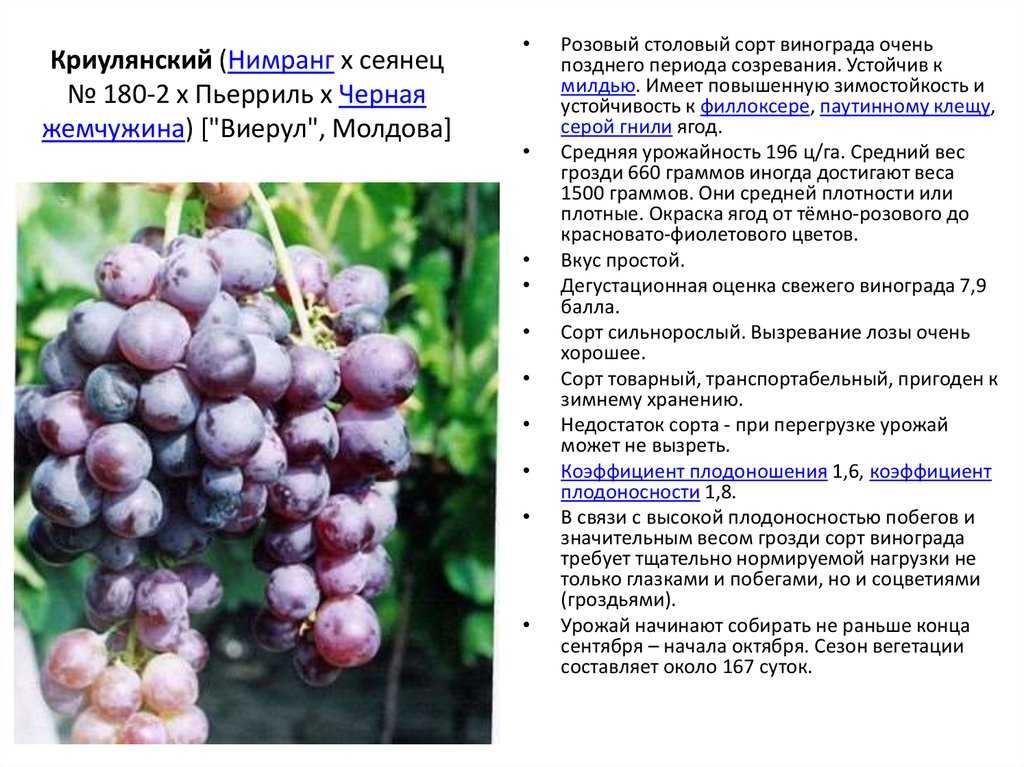 Виноград, названный в честь славянского бога плодородия — мускатный сорт велес